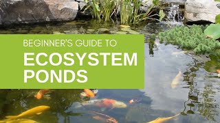 Keeping Your Pond Clear How Skimmers Biological Filters Work [upl. by Weld]