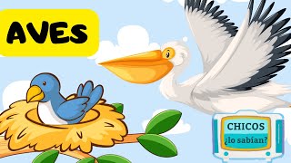 Las AVES para niños 🦅🦩🦜 Videos Educativos para Niños [upl. by Wooster455]