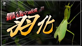 【初心者必見！】カマキリ羽化の前兆～３選～ [upl. by Nojed597]