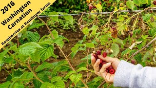 Picking Raspberries at Remlinger farms 2016 [upl. by Innej]