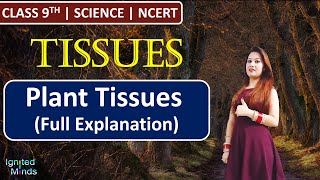 Class 9th Science Chapter 6  Plant Tissues Full Explanation  Tissues  NCERT [upl. by Asenab]