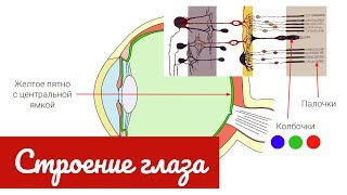 Строение глаза человека зрительный анализатор [upl. by Aitnom291]