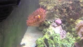 Feeding Coral Silversides [upl. by Dayna]