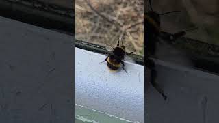 BuzzzzzzzzzzzzzzWasp sound youtubeshortsrewa02shorts [upl. by Ellissa]