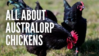 Australorp Chickens The Ultimate Guide [upl. by Alletse]