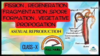 Fission  budding  fragmentation regeneration spore formation and Vegetative propagation class10 [upl. by Collen]