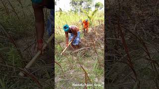 Weed control works in Red Napier farm  Super Napier stems for sale in Tamil Nadu  9790987145 [upl. by Atinit]