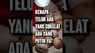 Kenapa Telur ADA YANG COKELAT amp ADA YANG PUTIH [upl. by Kuehn]