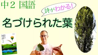 名づけられた葉【中２国語・詩】教科書の解説〈新川和江 著〉三省堂 [upl. by Orvie]