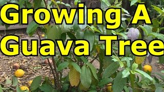 Growing A Guava Tree in Cold Climates [upl. by Ahseinaj]