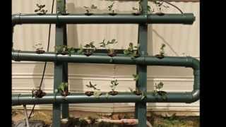 How to grow Strawberries in Hydroponics Tips 1 2013 [upl. by Unam]