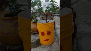 Paint baket ka use garden viralvideo shorts nature flowergarden flowers [upl. by Elletse]