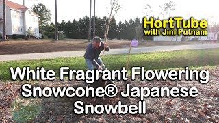 How to grow Snowcone® Japanese Snowbell  Beautiful White Fragrant Flowering Tree [upl. by Arlan754]