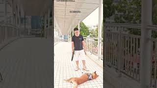 I am training my dogs shortvideos pets [upl. by Bum]