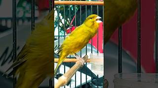 O som de canario birds canario canarias canarysinging canary [upl. by Hammad]