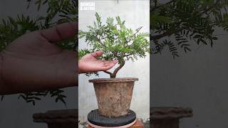 how to repot bonsai plant bonsaitree gardening [upl. by Macguiness658]