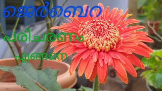 Jerabera plant care in malayalam [upl. by Lhok]