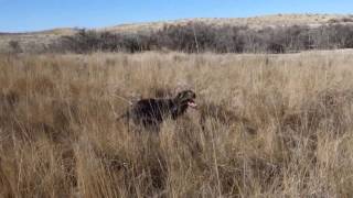 Pheasant hunt with my wirehaired pointing griffon [upl. by Alejoa]