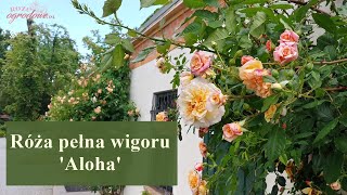 Wyjątkowa herbaciana róża pnąca  ALOHA [upl. by Hoon49]