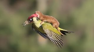 WEASEL RIDES WOODPECKER [upl. by Marne]