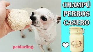 CHAMPÚ PARA PERROS Y GATOS AVENA  Piel sensible ★ DIY PetDarling [upl. by Ytsirk162]