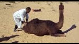 Prion Disease in Dromedary Camels Algeriavideo1 [upl. by Kroll]