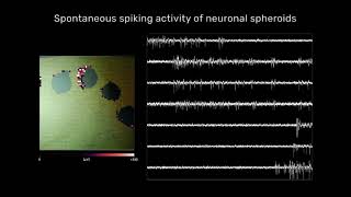 Simultaneous recording of multiple neuronal spheroids on a single HDMEA [upl. by Waldon]