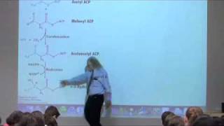 Fatty Acid Synthesis [upl. by Adnauq]