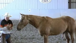 How To Lead A Horse Without A Lead Rope  Using Draw amp Pull Without Pressure [upl. by Tail]