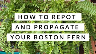 How to Repot and Propagate a Boston Fern  Boston Fern Repotting [upl. by Esyned480]