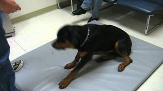 Rottweiler with Narcolepsy amp Cataplexy  Pt 3 [upl. by Gnouv]