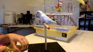 Parakeet Learning Tricks  Full Session [upl. by Torre]