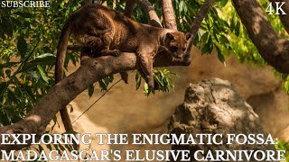 Exploring the Enigmatic Fossa Madagascars Elusive Carnivore [upl. by Seumas]