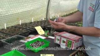 How to grow your own chillies  The chilli grow kit  14 [upl. by Ahsekel281]