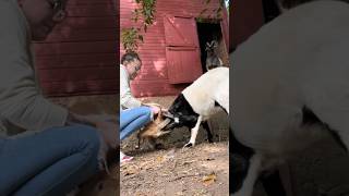 goat goatbusiness funnyanimals animals goatfarmbusiness goatlandfarm farming funnycreatures [upl. by Berkshire10]