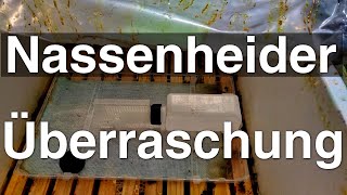 AmeisensäureBehandlung Was lief schief NassenheiderÜberraschung [upl. by Leumas]