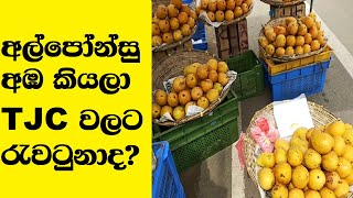 TJC Mango in Sri Lanka [upl. by Arlina]