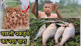 New Bait fishing  Rain water fishing video  new Fishing technique  New Location Fishing video [upl. by Jorey]