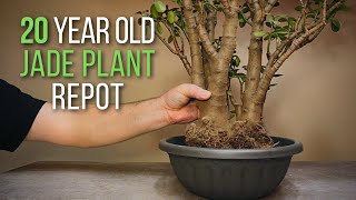 20 year old jade plant repotting and light pruning The start of a big jade plant bonsai [upl. by Lennej832]