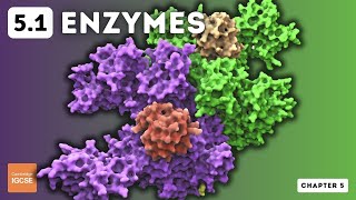 IGCSE Biology  Enzymes 51 [upl. by Suitangi112]