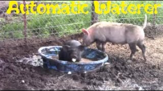 BEST Way To Water Pigs [upl. by Ohnuj512]