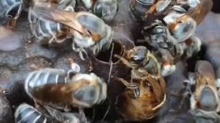 Oviposition process of Brazilian native stingless bee Melipona fasciculata in Belem Para [upl. by Hauser]