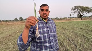 AWPL Agricultural product का लहसून की फ़सल में शानदार रिज़ल्ट 8319083386 [upl. by Amelie473]