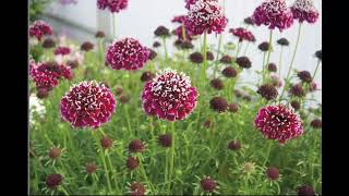 Скабиоза Scabiosa Garden flowers188 Декоративные растения [upl. by Art]