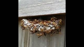 Are Wasps Taking Over Your Backyard [upl. by Natfa]