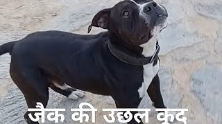 जैक की उछल कूद americanbullydog youtubeshorts ytshorts viralshortvideo pitbull HamarKumaunGT [upl. by Leyla705]