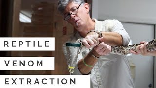 Reptile Discovery Center  Venom Extraction Show [upl. by Annayt]