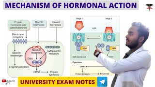 Mechanism of Hormonal Action  Hormone  Endocrine Physiology [upl. by Anividul]