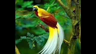 KICAU MASTER BURUNG CENDRAWASIH Cendrawasih BirdOfParadise Papua PecintaBurung [upl. by Noseaj]