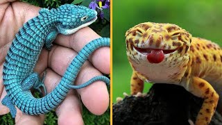 7 Reptiles Hermosos que Querrás Tener en Casa [upl. by Cestar]